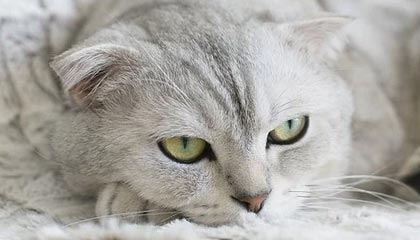 ATP新生力量总决赛：中国小将商竣程首秀失利